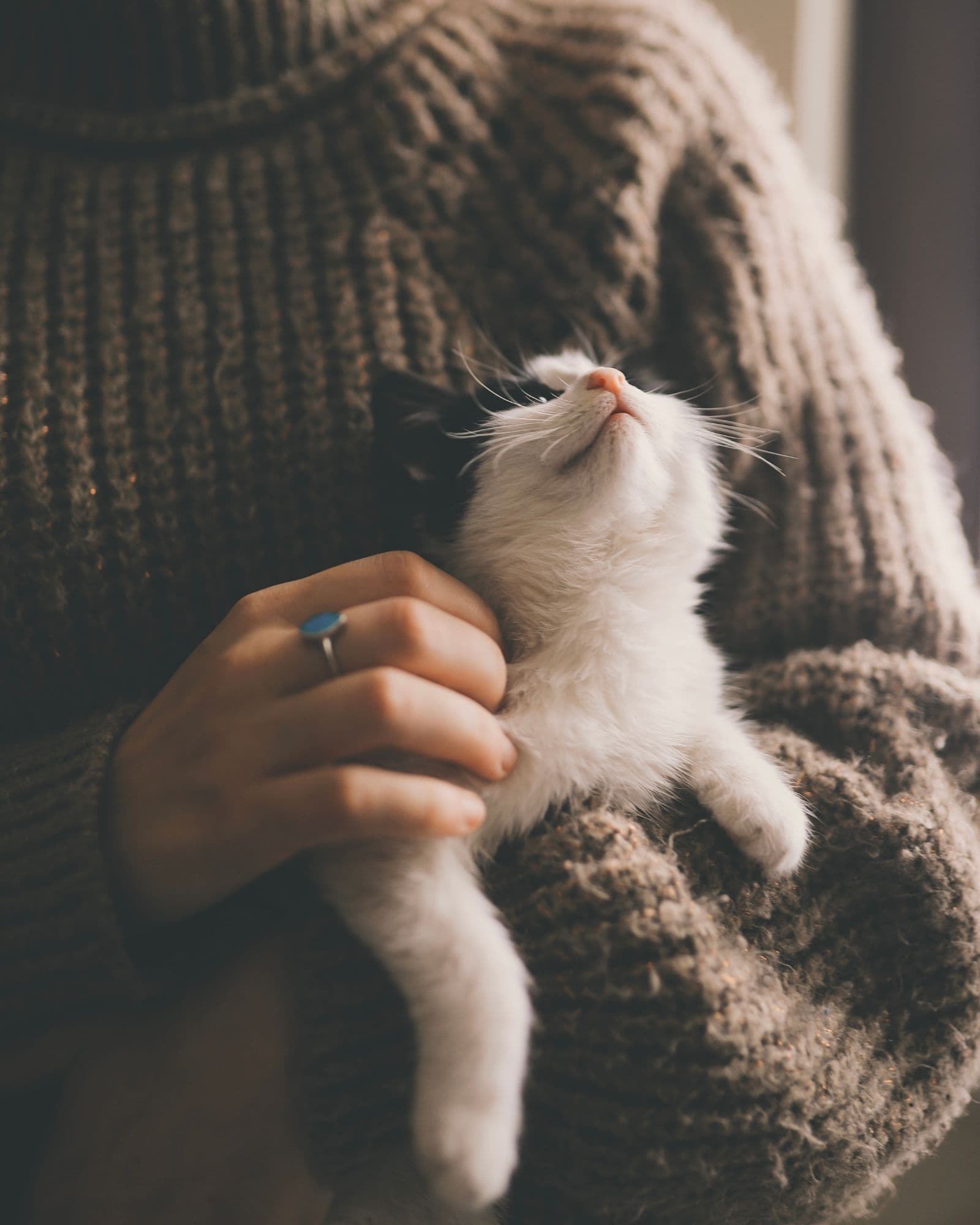 A joyful pet moment with a personalised song gift atmosphere